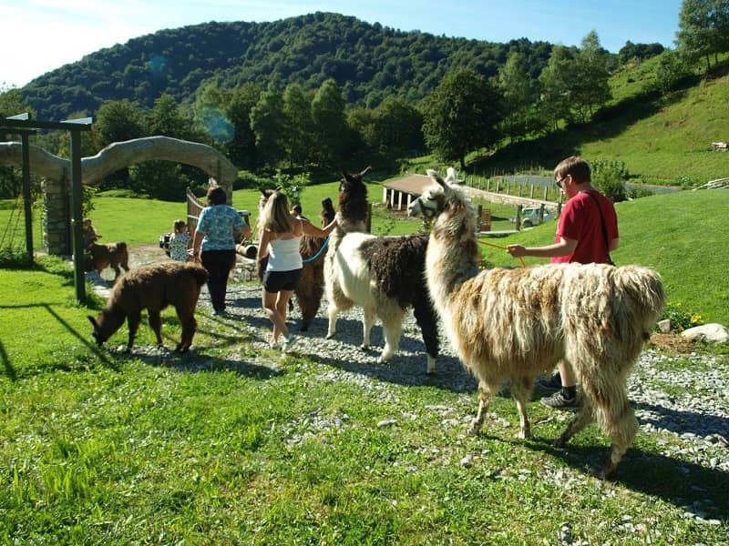 Walking with llamas at Agriturismo Le Radici, Blessagno