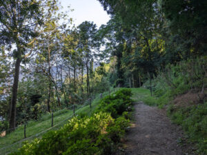 Tree-shaded trail along the Chilometro della Conoscenza